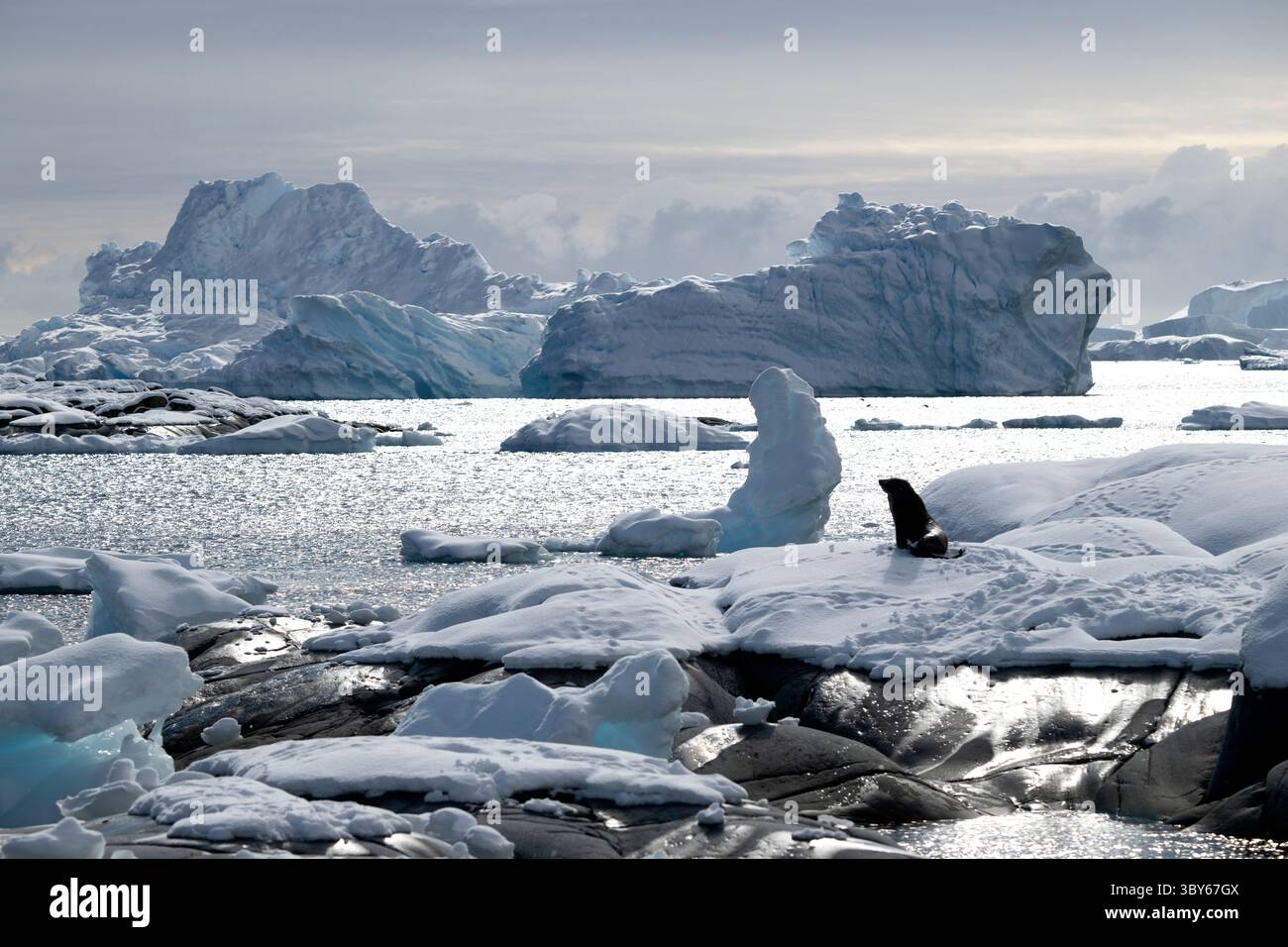 A fur seal (Arctocephalus gazella) sits on snow, backlit between the sea and large icebergs, Pleneau Island, Antarctic Peninsula, Antarctica Stock Photo