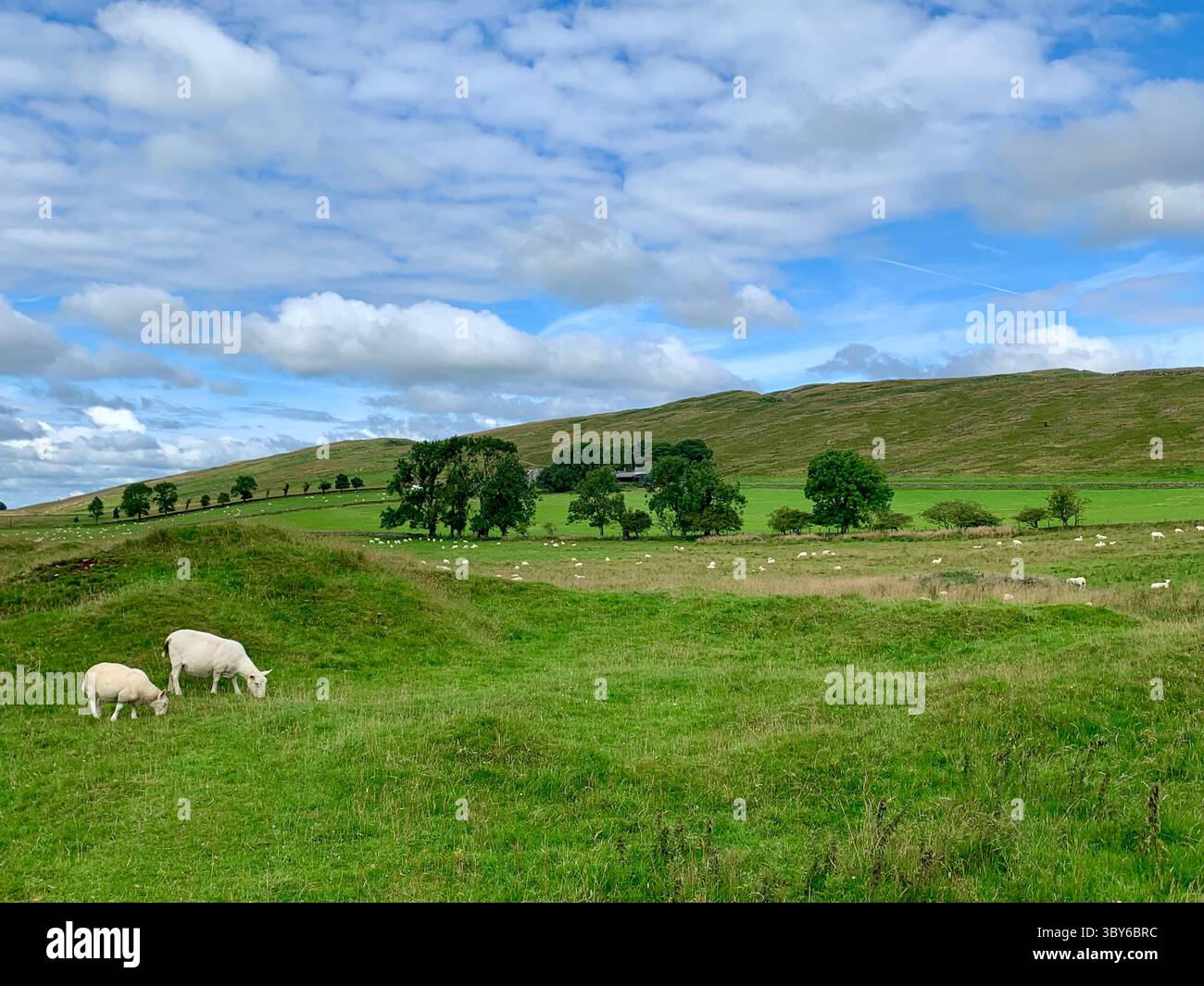 Two sheep against lush green fields in english countryside - Smartphone Captured Stock Image