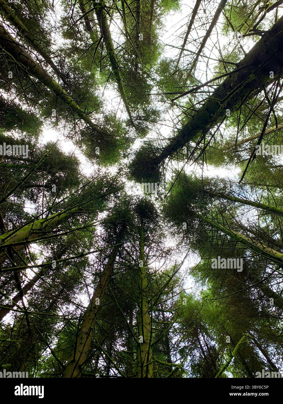 Looking up to the sky in a pine forest - Smartphone Captured Stock Image