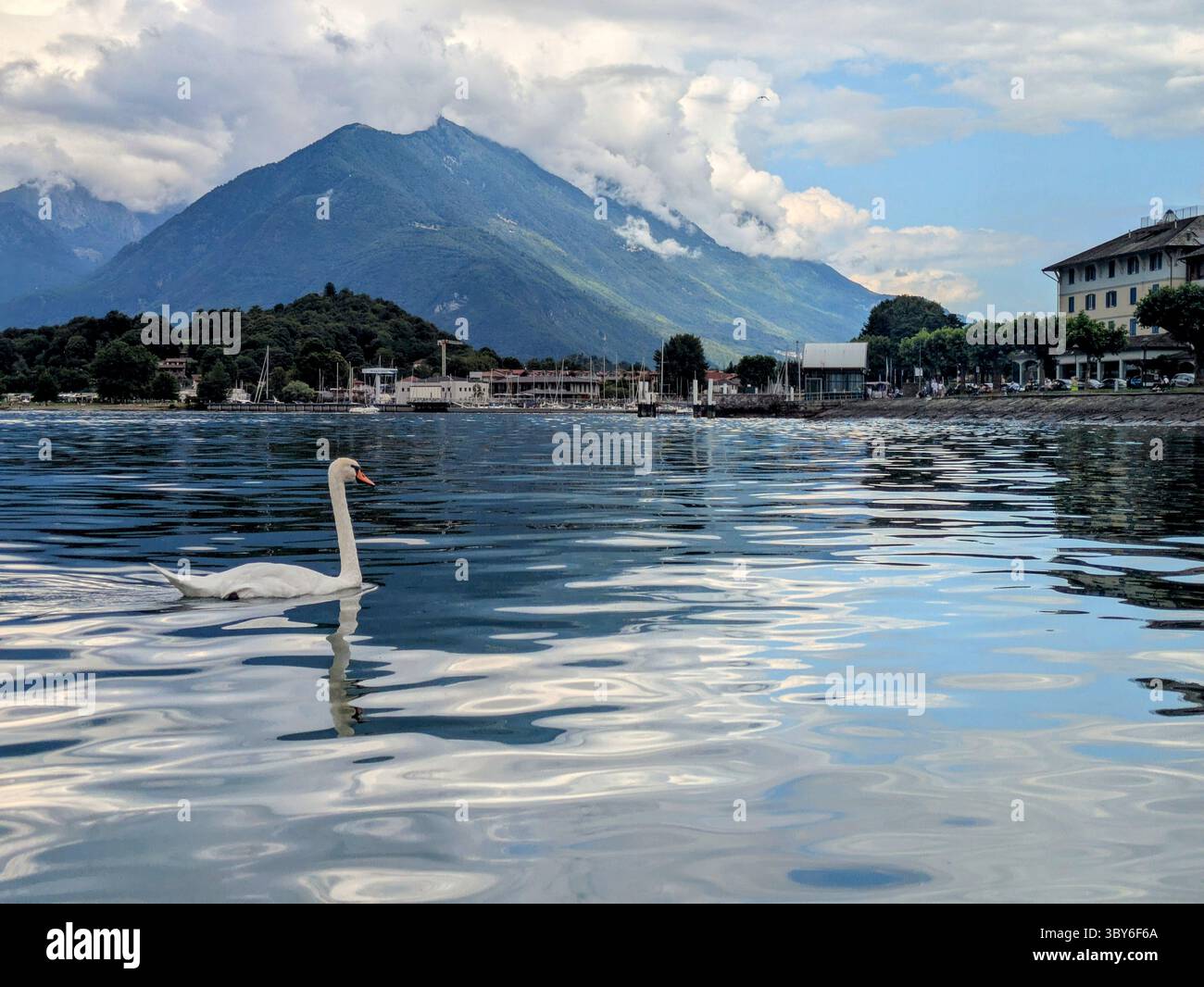Swan on smooth reflective water at Colico Stock Photo