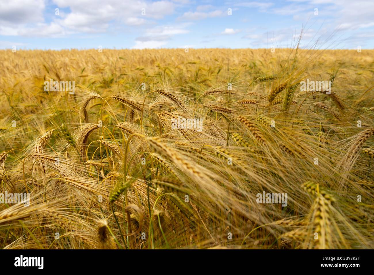 Ripe Barley field Stock Photo - Alamy