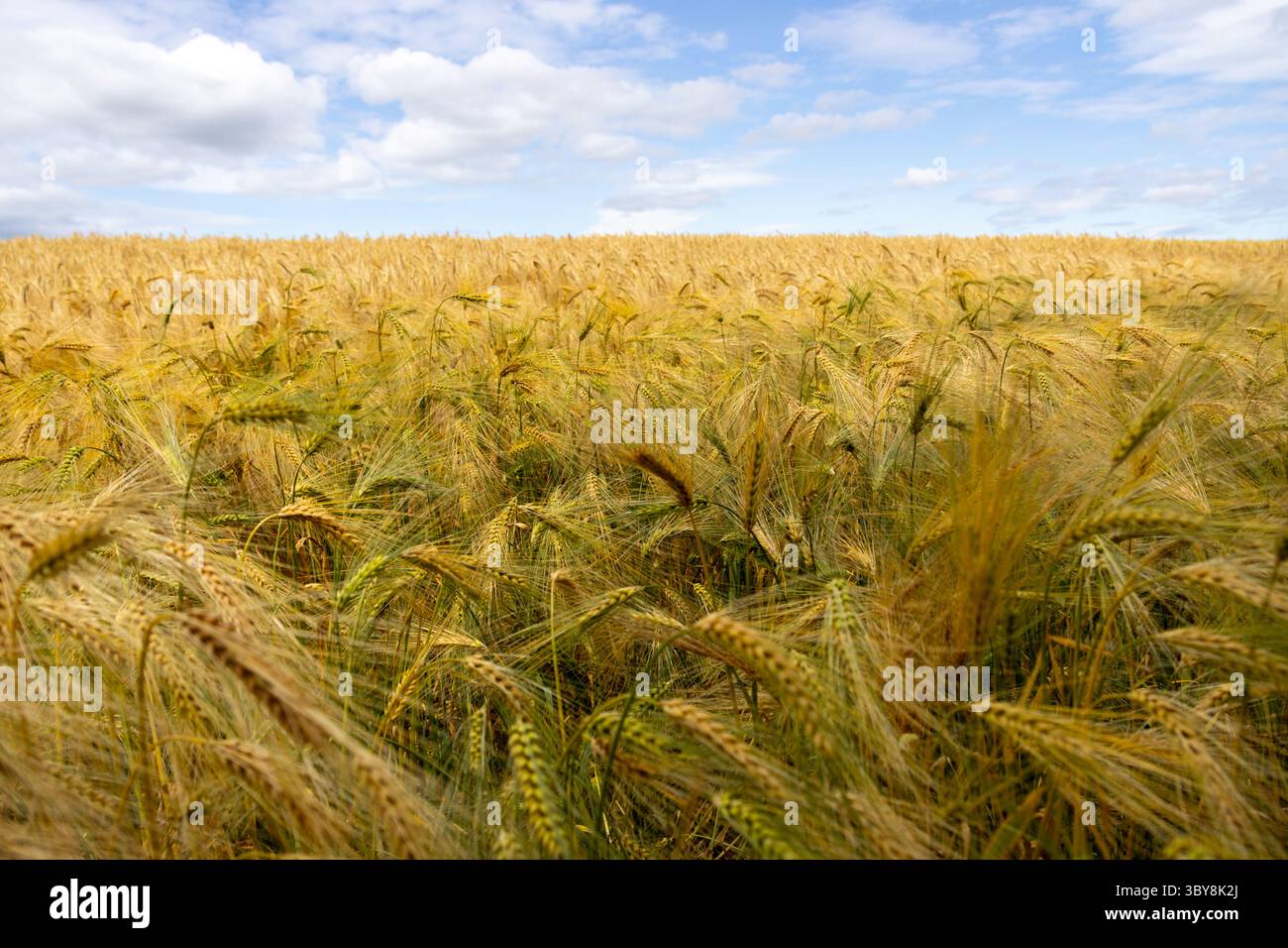 Ripe Barley field Stock Photo - Alamy