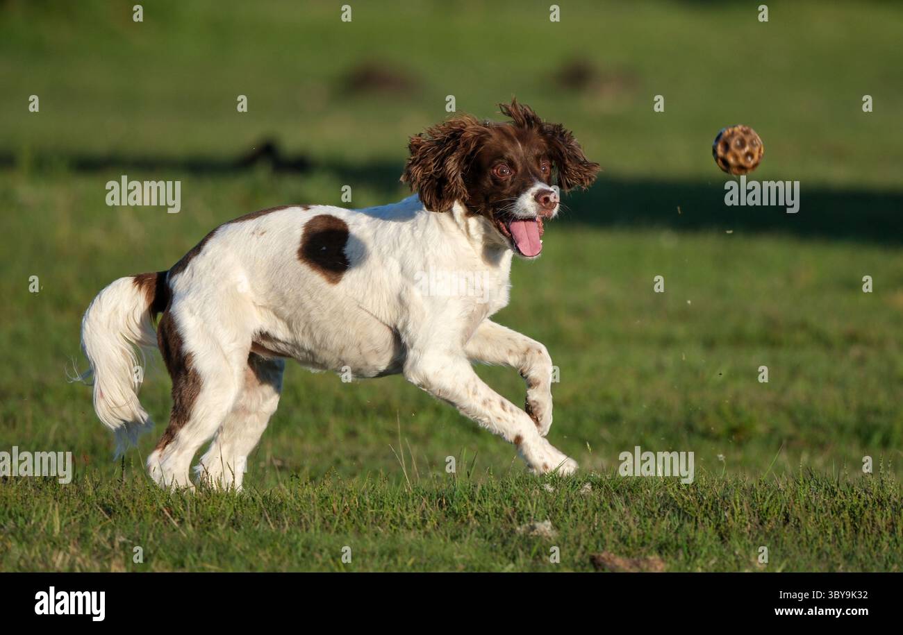 An English Springer Spaniel with a liver coat  happily playing with a ball off the lead with no collar caught in mid catch. Stock Photo