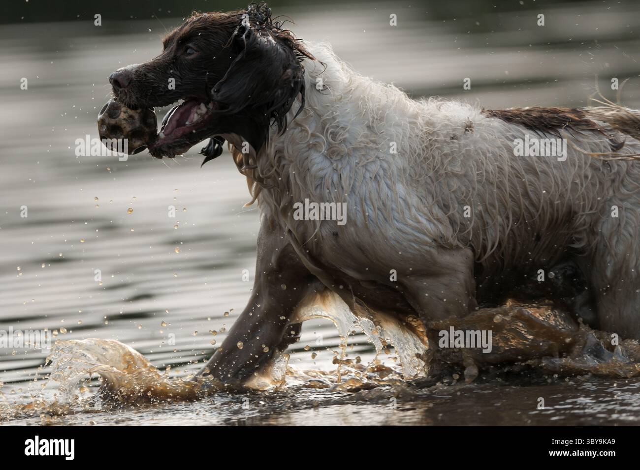 English Springer Spaniel retrieving snipe from mud