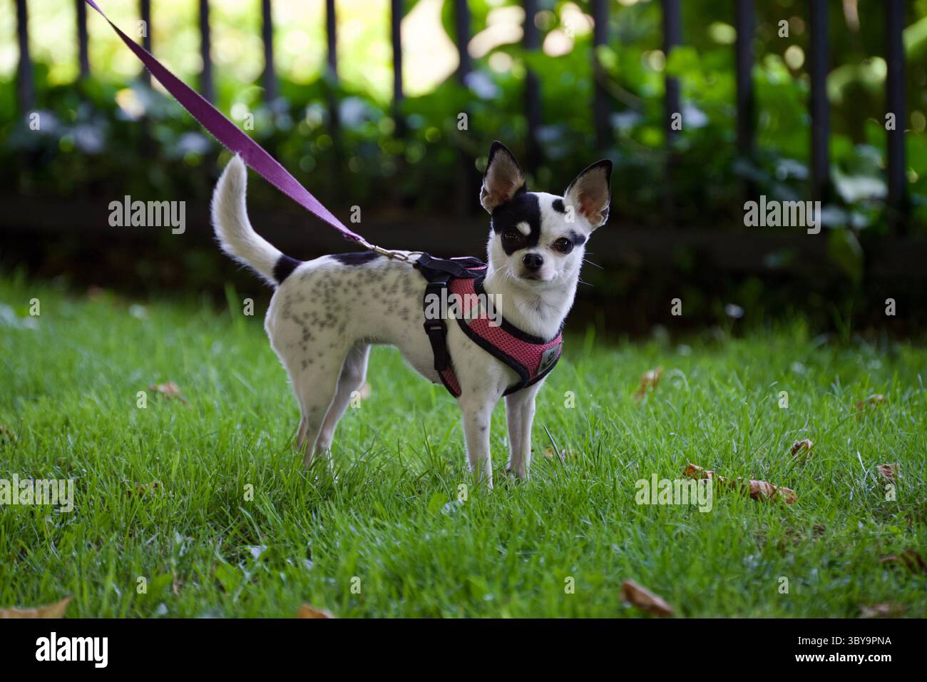 Dog may be shot hi-res stock photography and images - Alamy