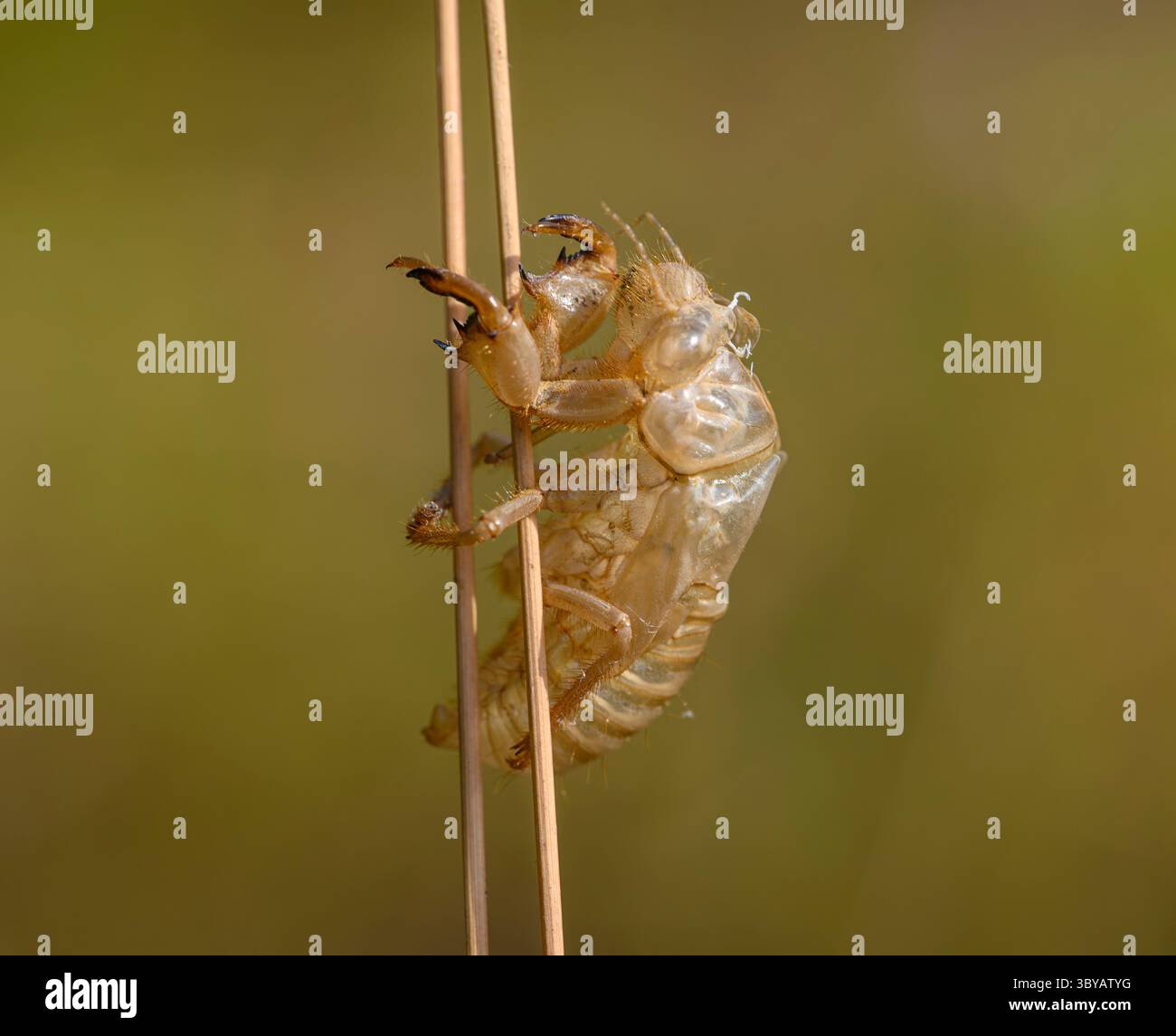 Exuvia of Cicada, insect exoskeleton after molting attached to grass in ...