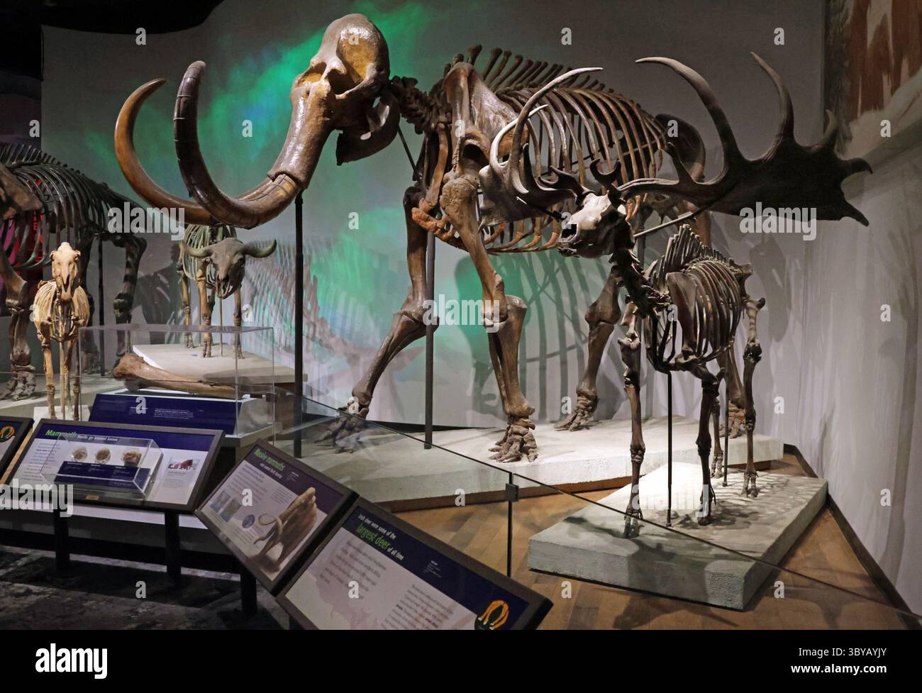 a-view-of-a-fossilized-mammoth-skeleton-on-display-at-the-field-museum