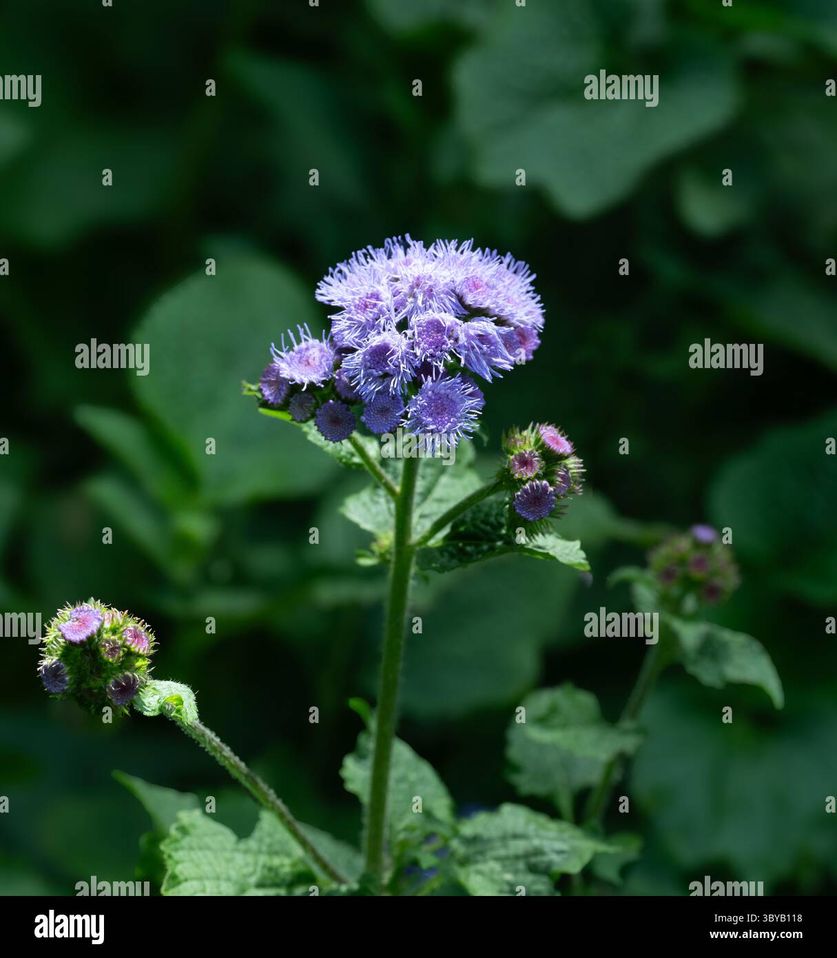 plants for air cleaning Air Purifying Plant Bundle main image 1