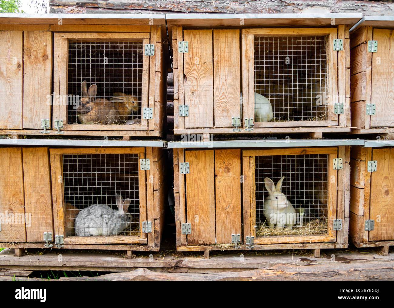 Common Rabbit Cages Wooden rabbit cages hi-res stock photography and images - Alamy