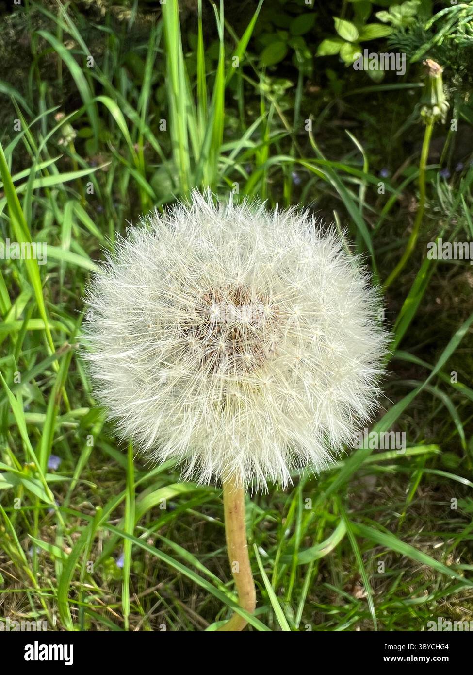 Close-up of a fluffy dandelion seed head (Taraxacum officinale) in a green grassy area at Vilnius Botanical Garden, Lithuania, captured in summer - Smartphone Captured Stock Image