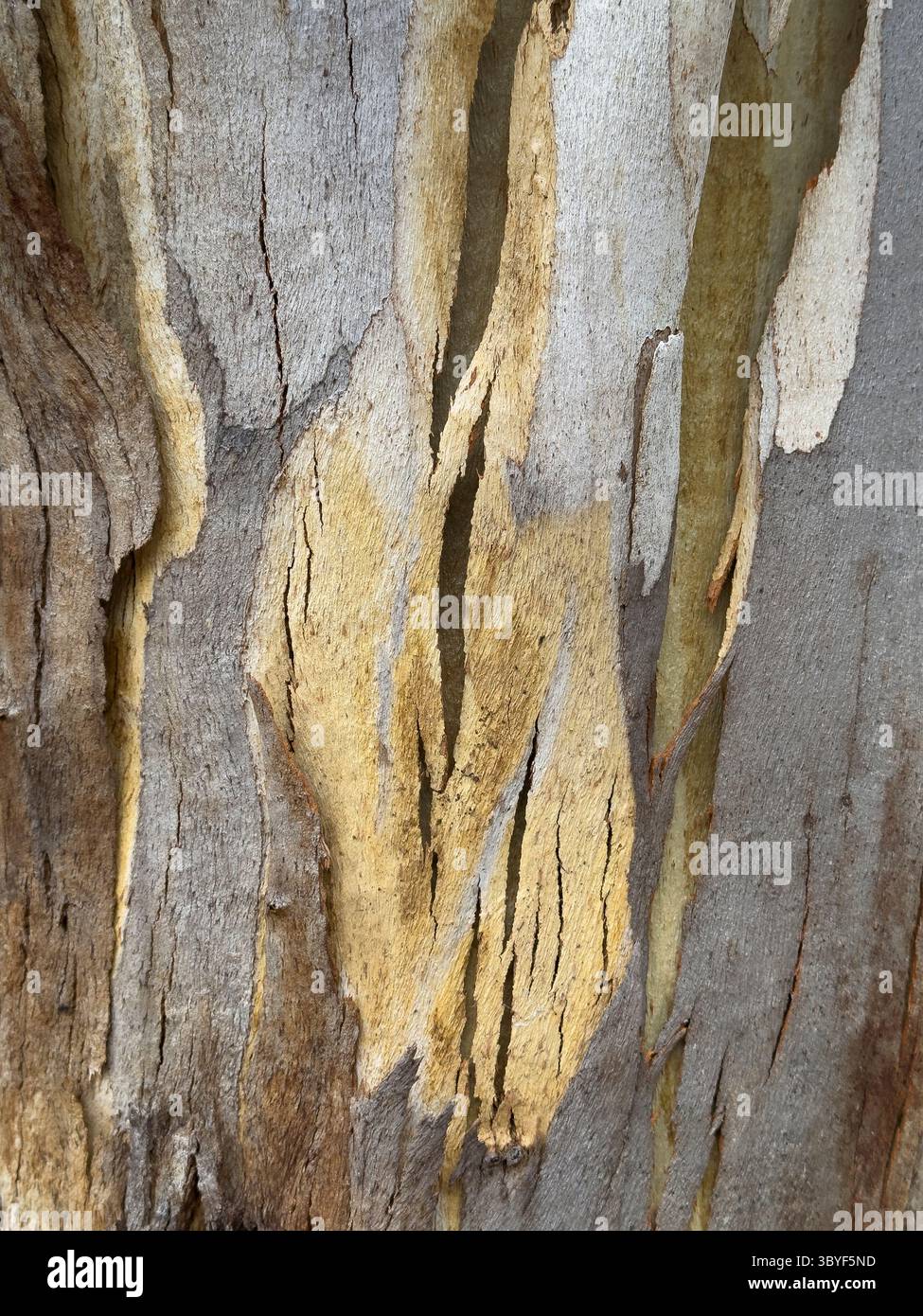 Eucalyptus tree bark; Tasman National Park, Tasman Peninsula, Tasmania, Australia. - Smartphone Captured Stock Image