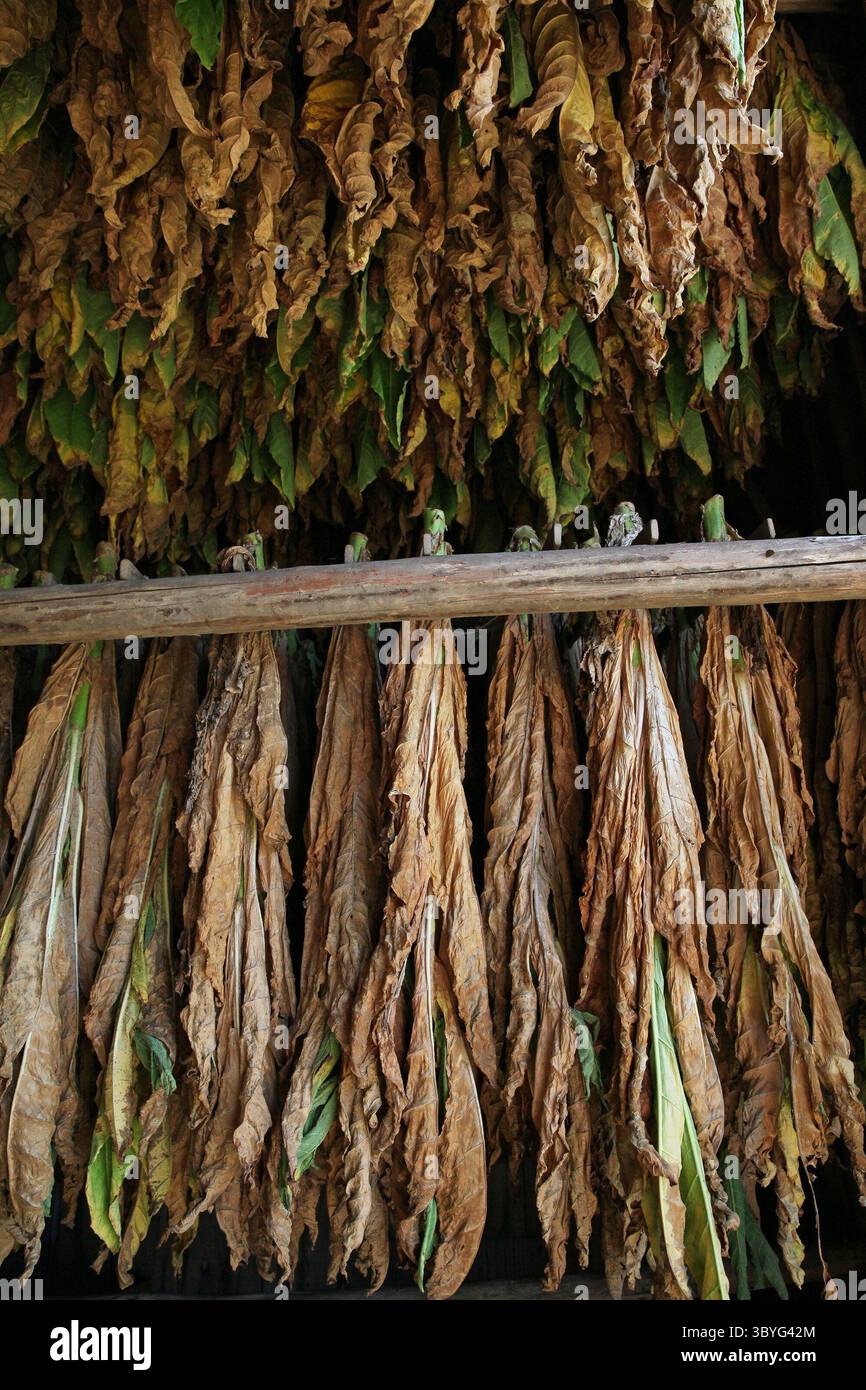 can you grow tobacco in ohio Growing tobacco in Ohio is easy and fun! Showing how to grow from seed to  smoke! A few lessons, (1) high humidity is incredibly important during the  curing process, (2) homegrown tobacco