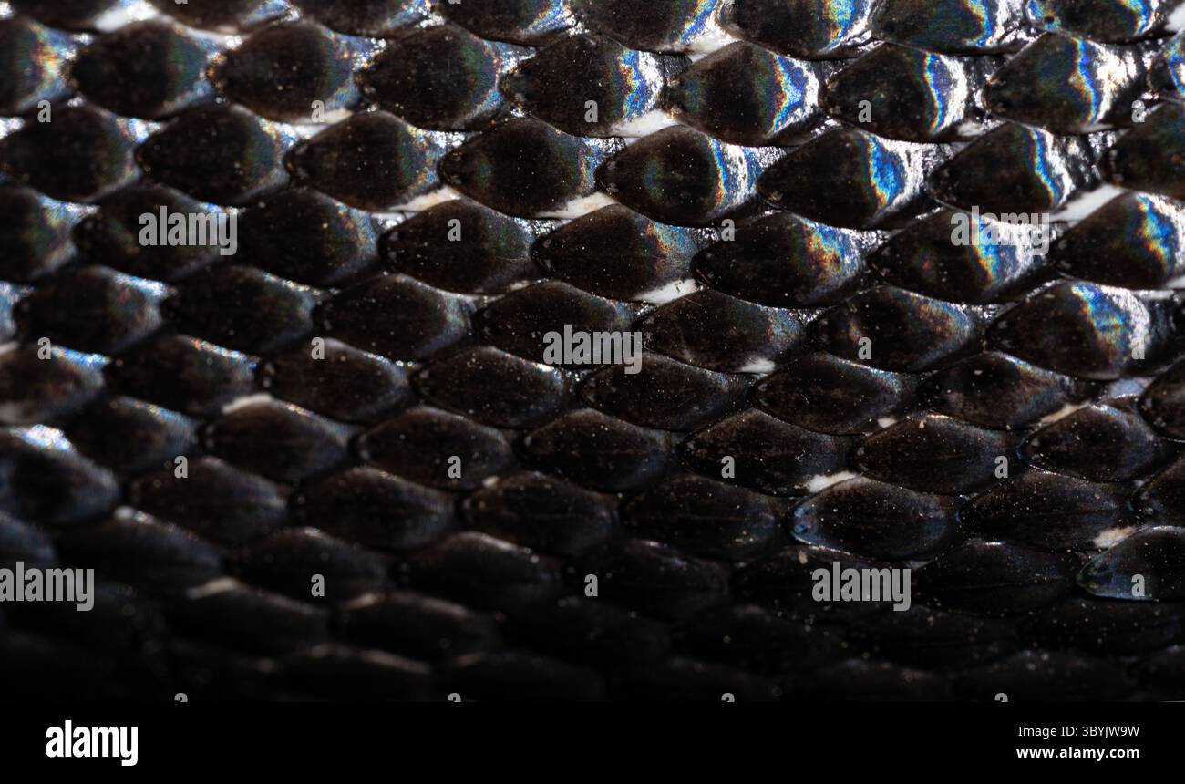 One Snake Scale Snake scale pattern. Black snake scales. Close-up of snakeskin scales ...