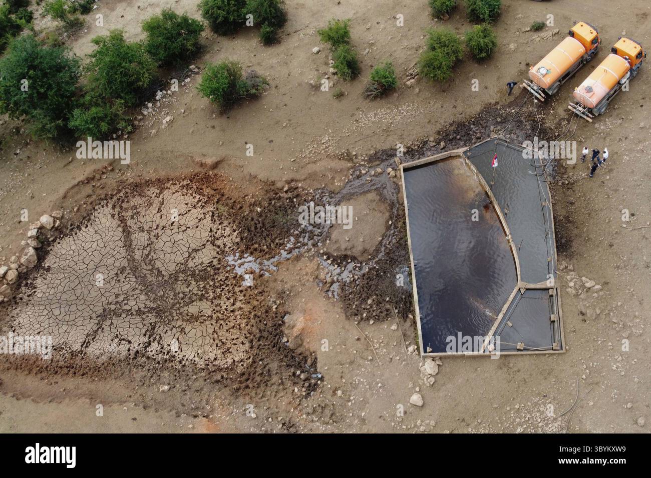Workers used hoses to fill up the pond with water for hundreds of cows ...