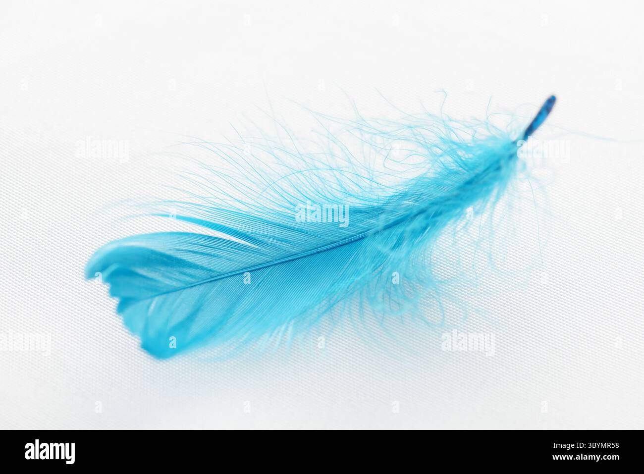 Closeup view of a blue feather on a white fabric Stock Photo