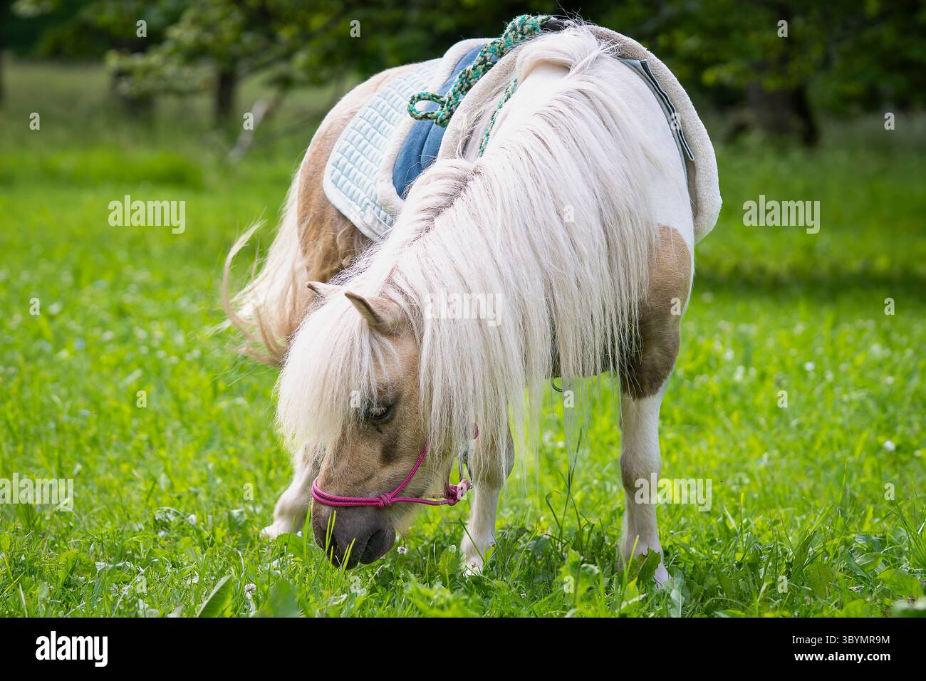 Portrait of Shetland poney or sheltie with saddle and bridle. Close up of tobiano Shetland poney. Shetland pony (Equus caballus) in field. Stock Photo
