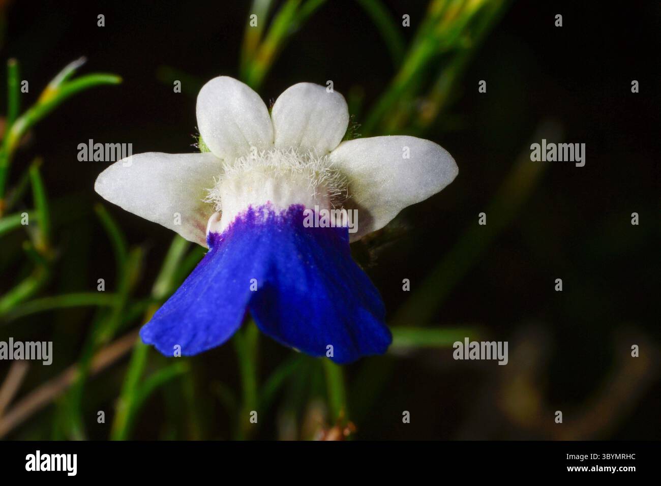 Striking bicolored flower of the Blue-beard Lionface (Nemesia barbata) in its natural habitat, Western Cape, South Africa Stock Photo