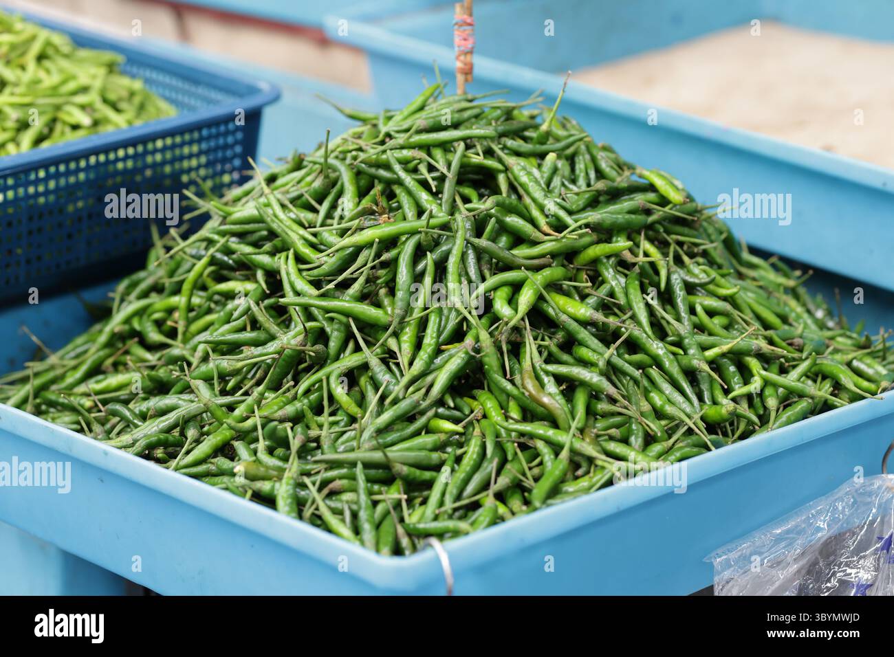 Green peppers are piled up in a blue basket. Freshly picked green chilies from the garden are placed in a basket. Stock Photo