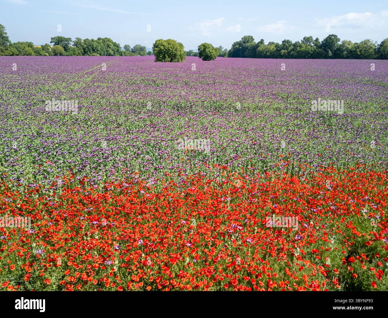 Red poppy field sunset hi-res stock photography and images - Alamy
