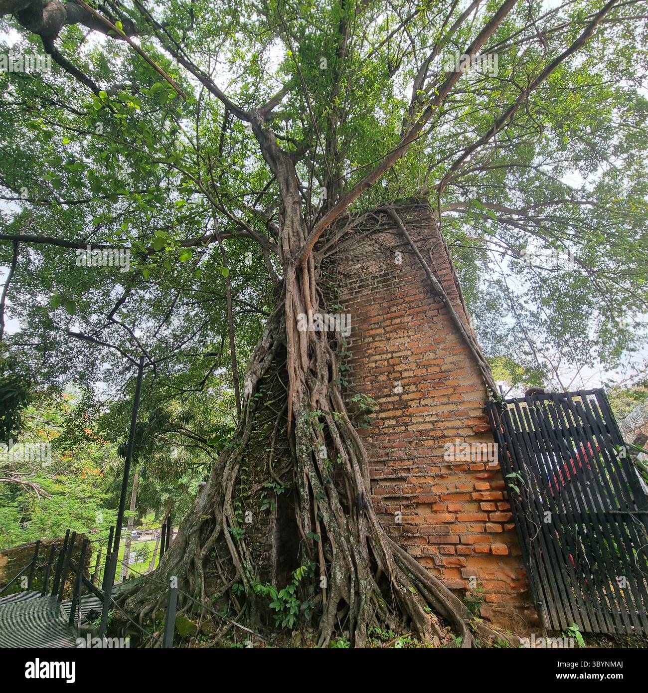 Strangler Fig in Park Cuscatalan, El Salvador - Smartphone Captured Stock Image