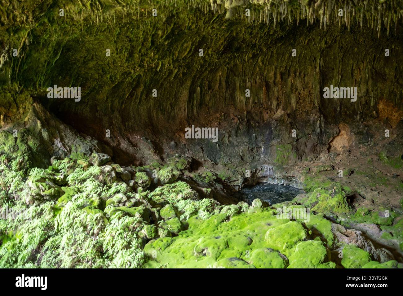 Natural beauty is highlighted by intricate rock formations and lush green moss covering the surfaces within a stunning volcanic cave during the daytim Stock Photo