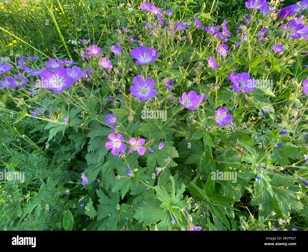 Beautiful purple geraniums showcase their delicate petals and lush green foliage under the sun. - Smartphone Captured Stock Image