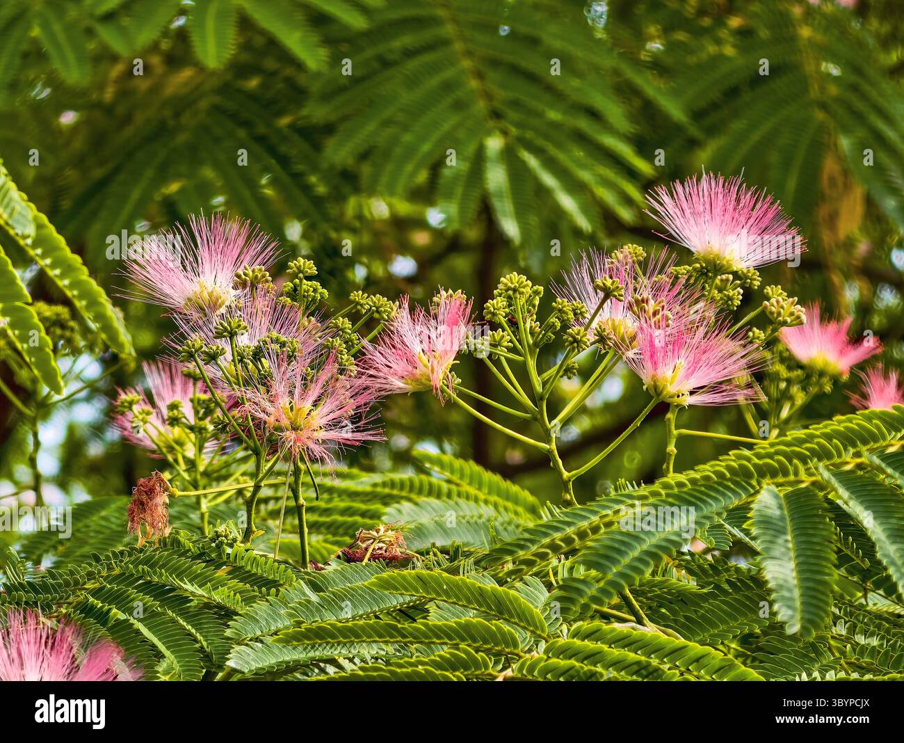 Acacia pink plant hi-res stock photography and images - Alamy