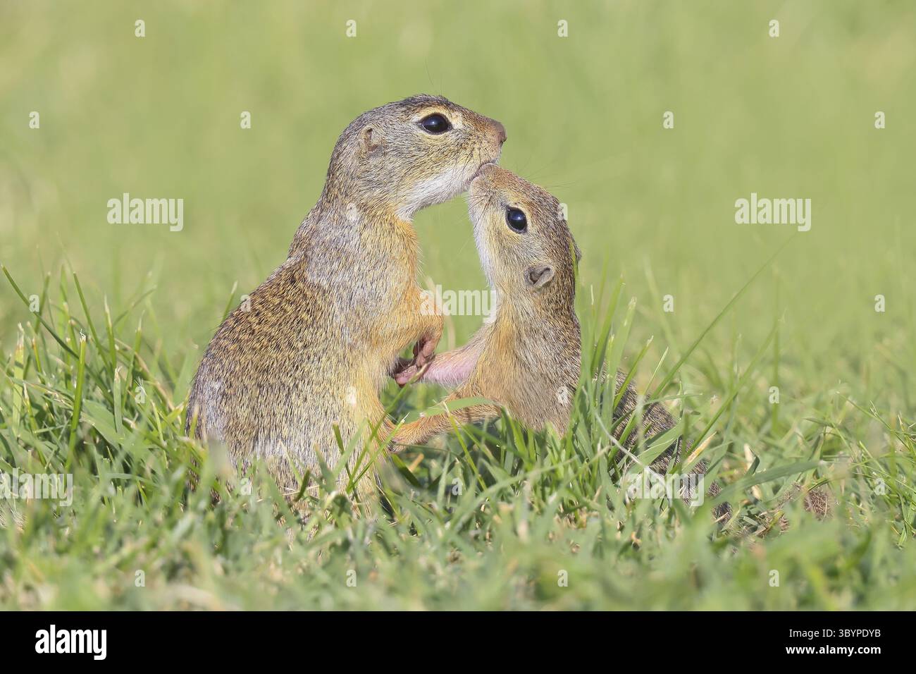 European ground squirrel (Citellus citellus), adult with young, kissing ...