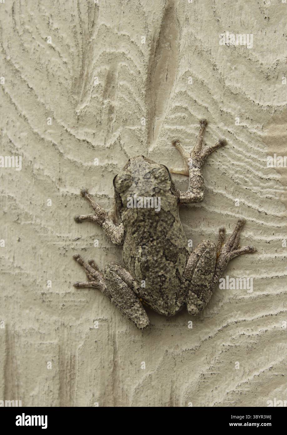 Gray Tree Frog Hyla chrysoscelis auf Aussengebaeude Wand Stock Photo