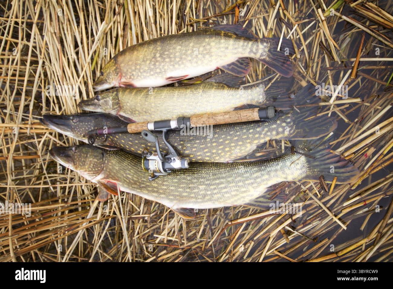 cane pole pike fishing Cane pole fishing hi-res stock photography and images