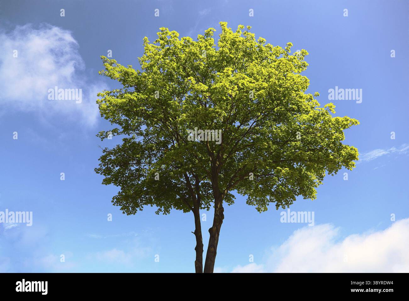 Maple tree on blue sky background Stock Photo