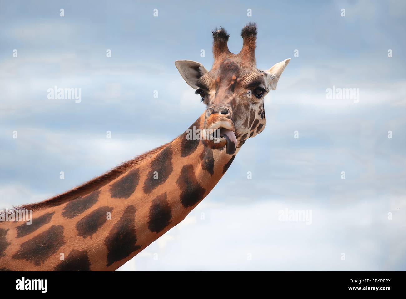 Stunning close-up portrait of curious giraffe with expressive eyes and distinctive spotted pattern against blue sky. Perfect wildlife photography capt Stock Photo