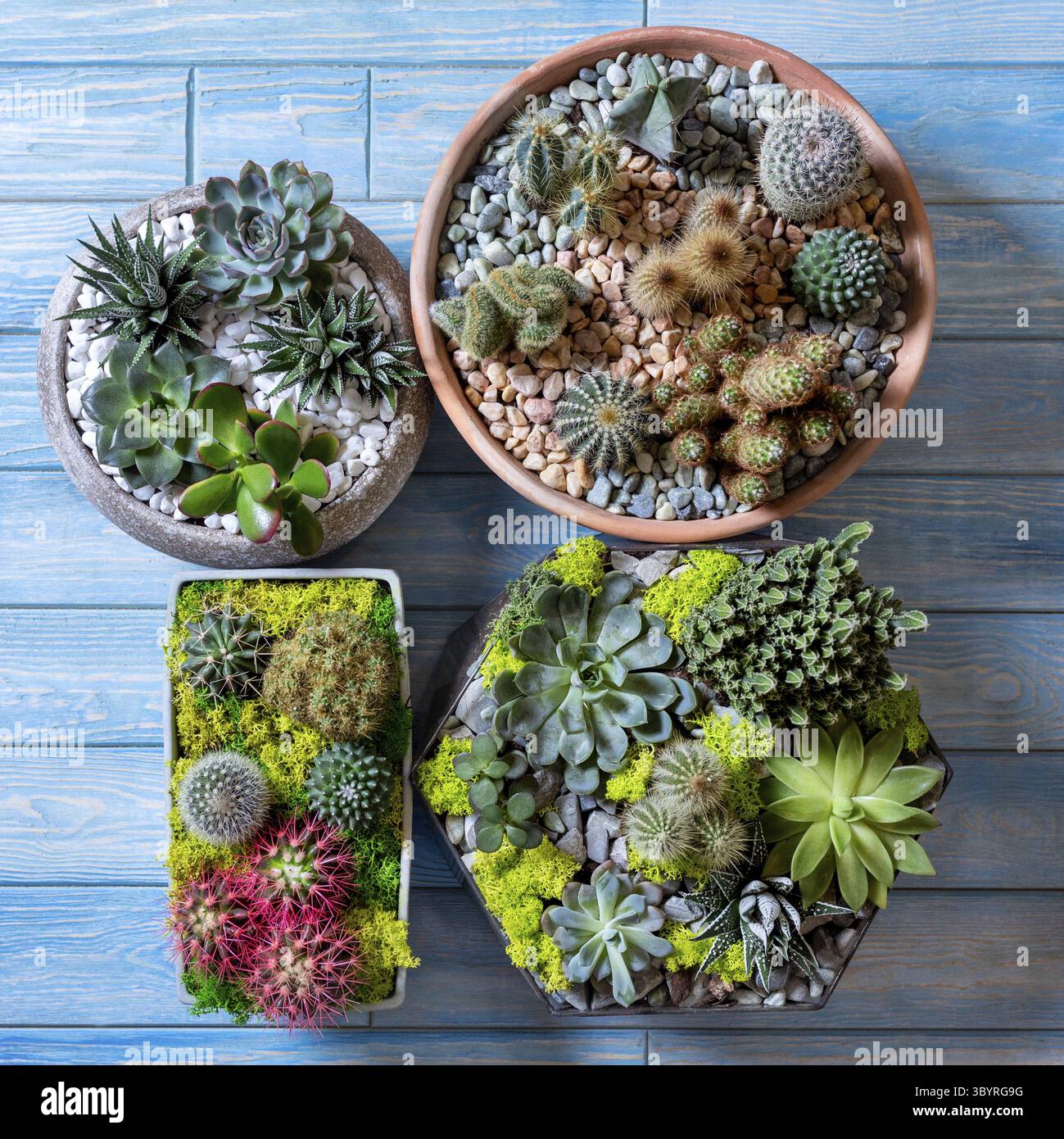 Beautiful terrariums side by side on the blue background Stock Photo