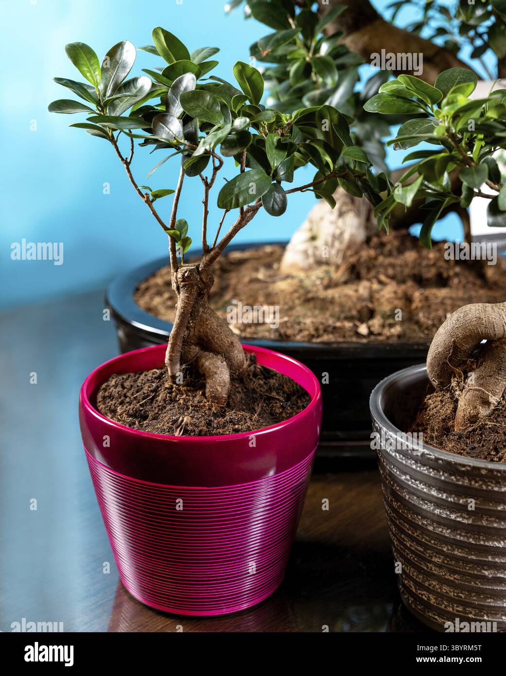 Serissa bonsai hi-res stock photography and images - Alamy