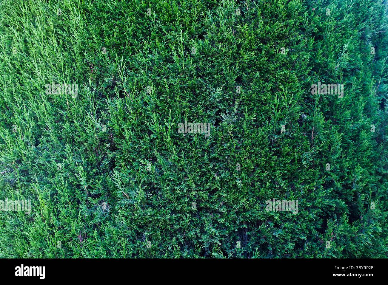 Green branches of a thuja tree view from a height. Stock Photo