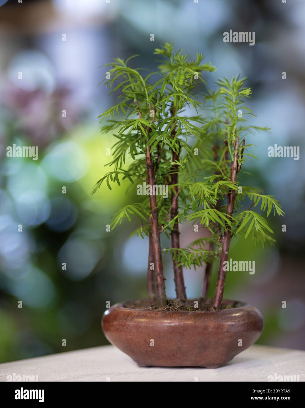Bamboo bonsai hi-res stock photography and images - Alamy