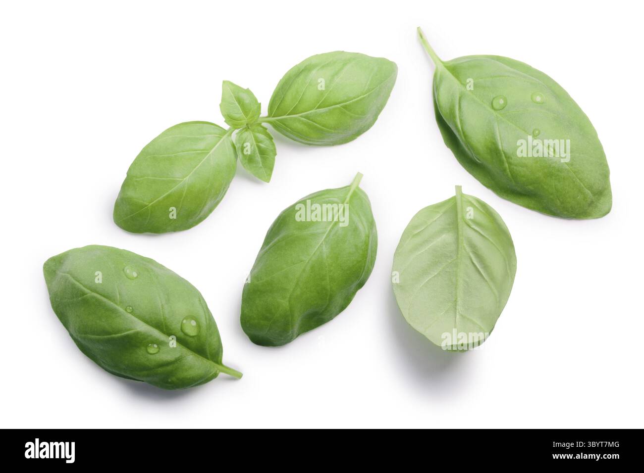 Basil leaves (Ocimum basilicum), top view. Clipping paths, shadows ...