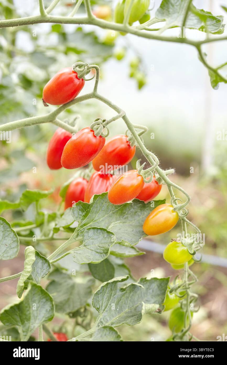 Cherry tomatoes in a greenhouse, selective focus. Stock Photo