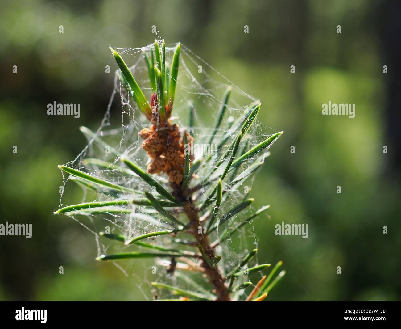 Tiny Spider Web on a Pine Tree Needle Cluster with Dew Drops Sunlight Stock Photo