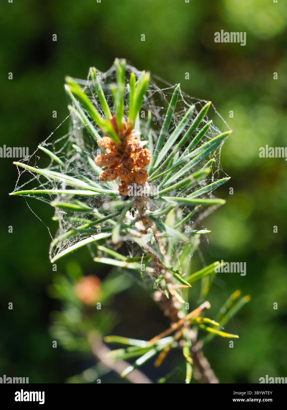 Tiny Spider Web on a Pine Tree Needle Cluster with Dew Drops Sunlight Stock Photo
