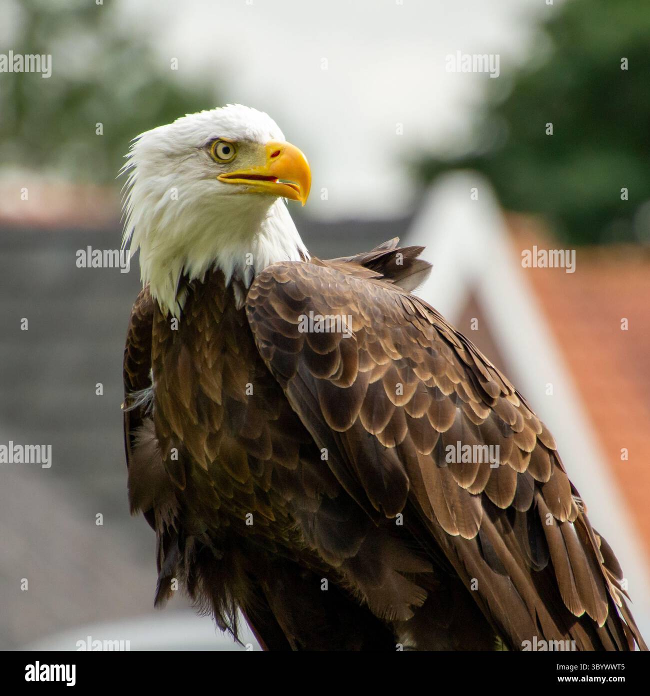 American bald eagle Stock Photo