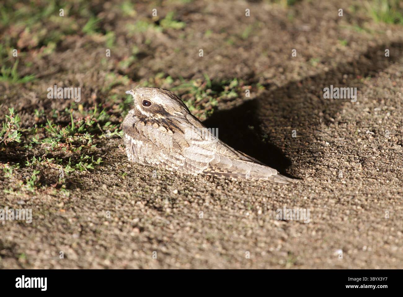 Common goatsucker hi-res stock photography and images - Alamy