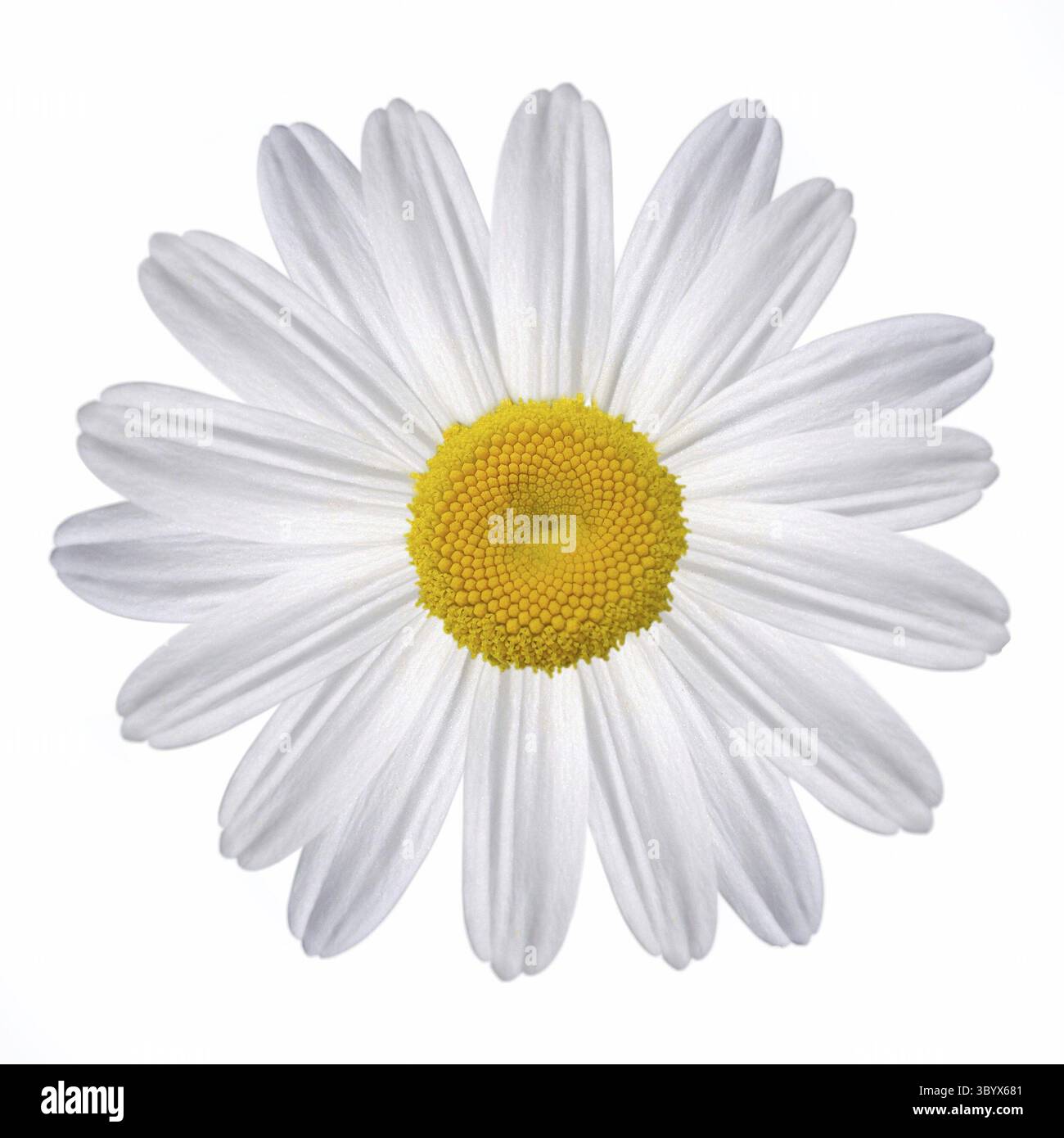 White Daisy Stock Photo