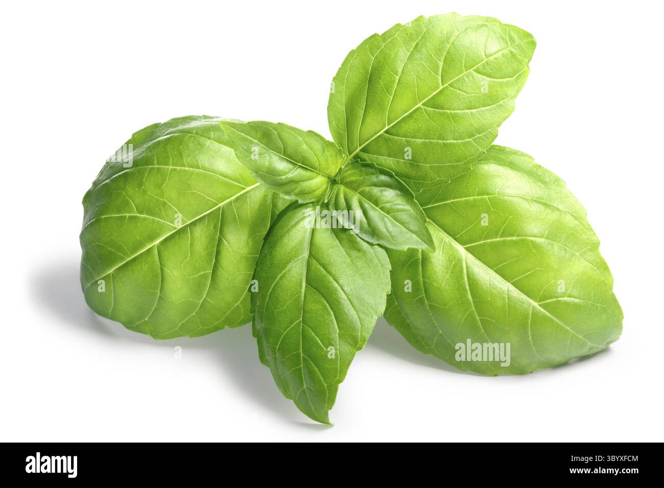 Basil leaves (Ocimum basilicum). Shadows separated, clipping paths ...