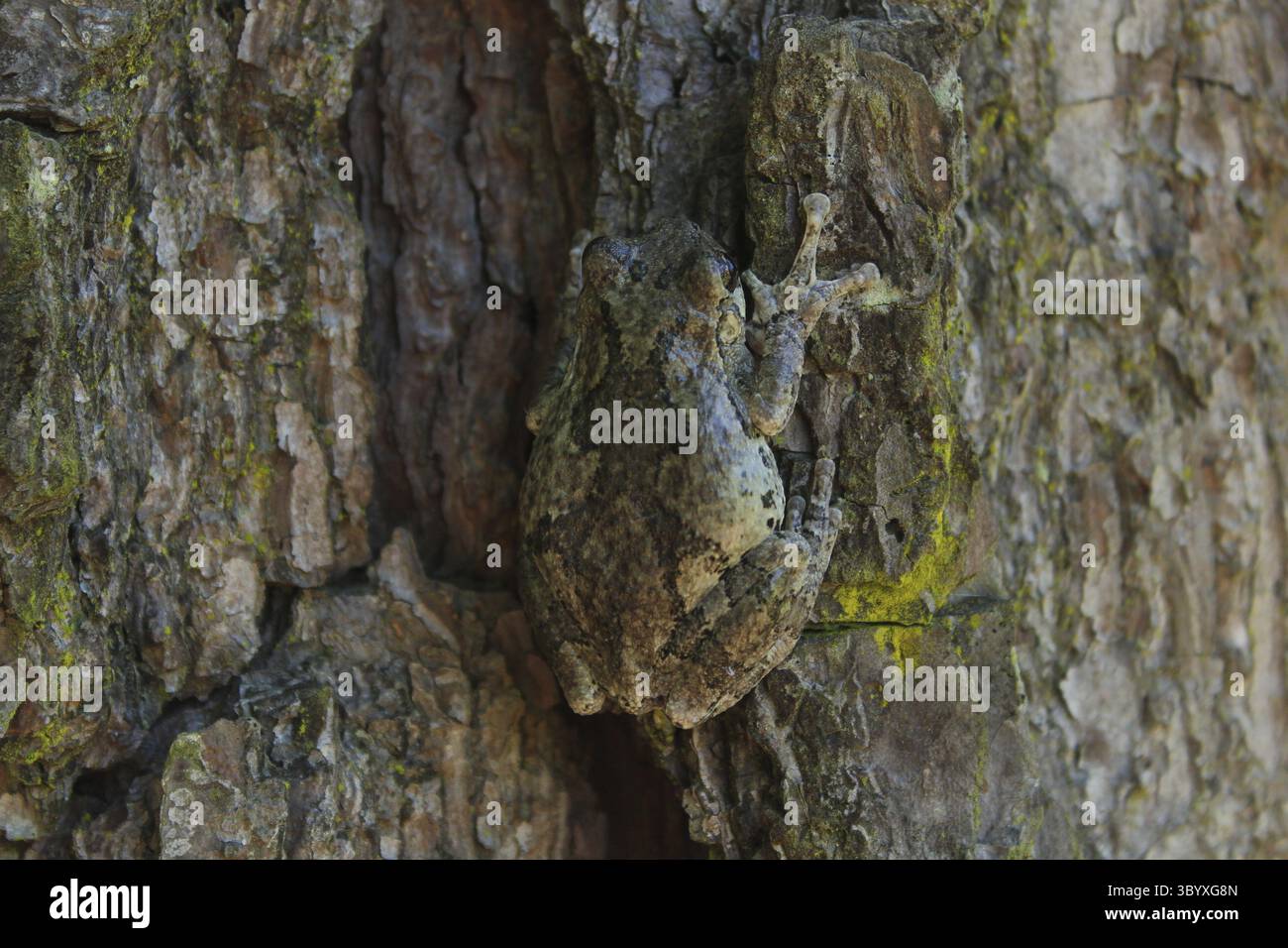 Gray Tree Frog Hyla chrysoscelis on pine tree in Eastern Texas Stock Photo