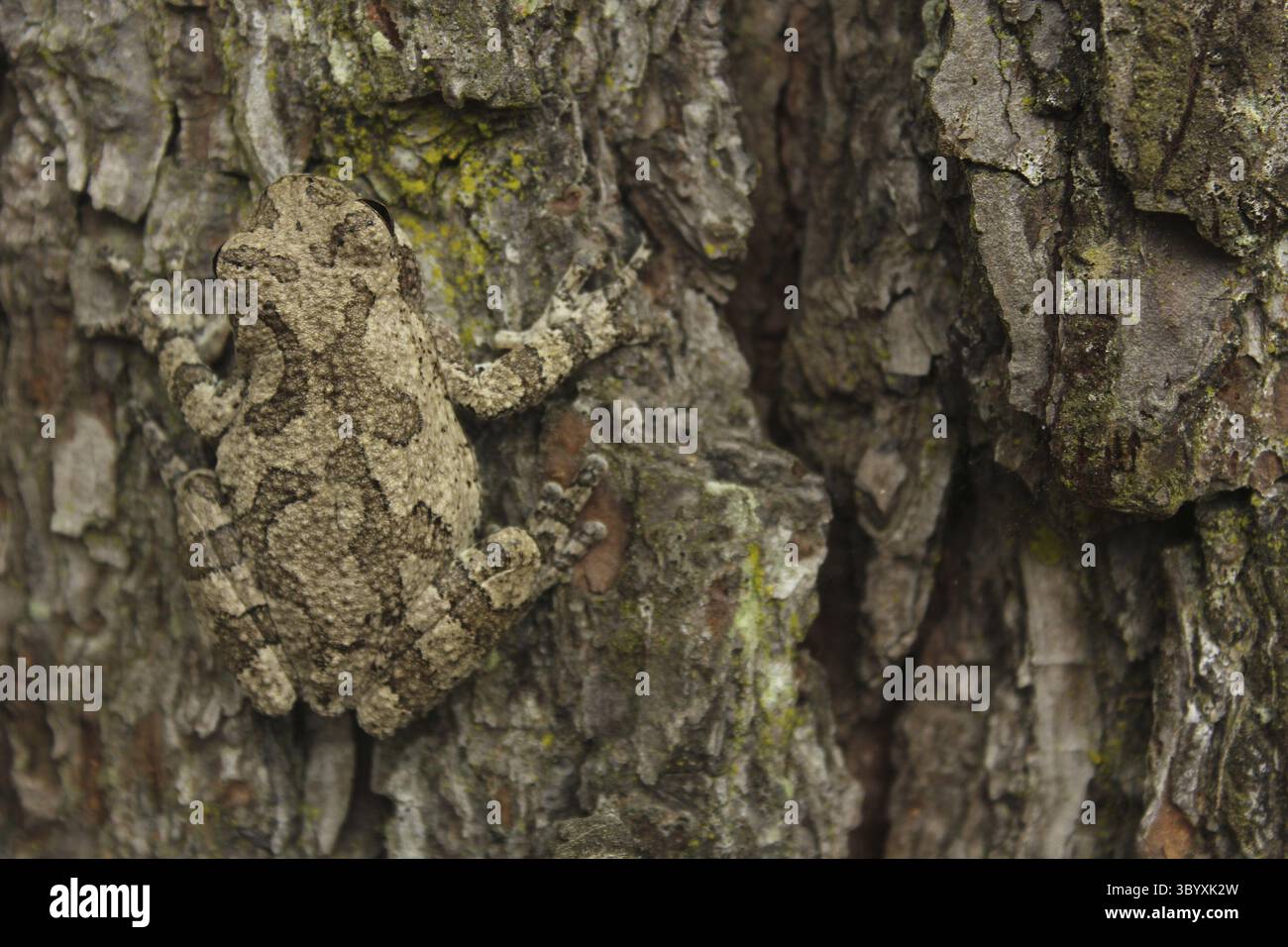Gray Tree Frog Hyla chrysoscelis auf Pinienbaum in Eastern Texas Stock Photo