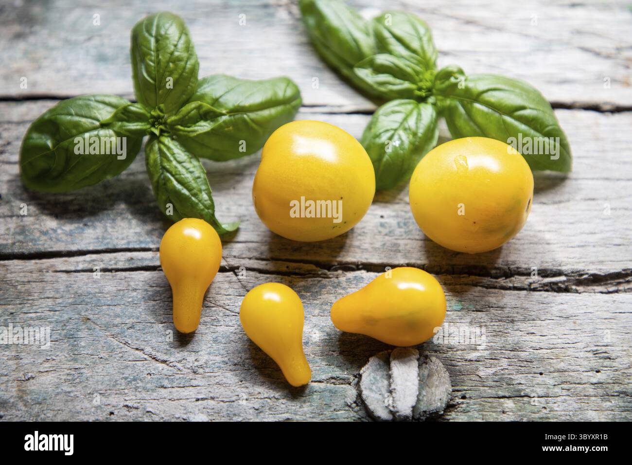 Yellow cherry tomatoes and basil Stock Photo