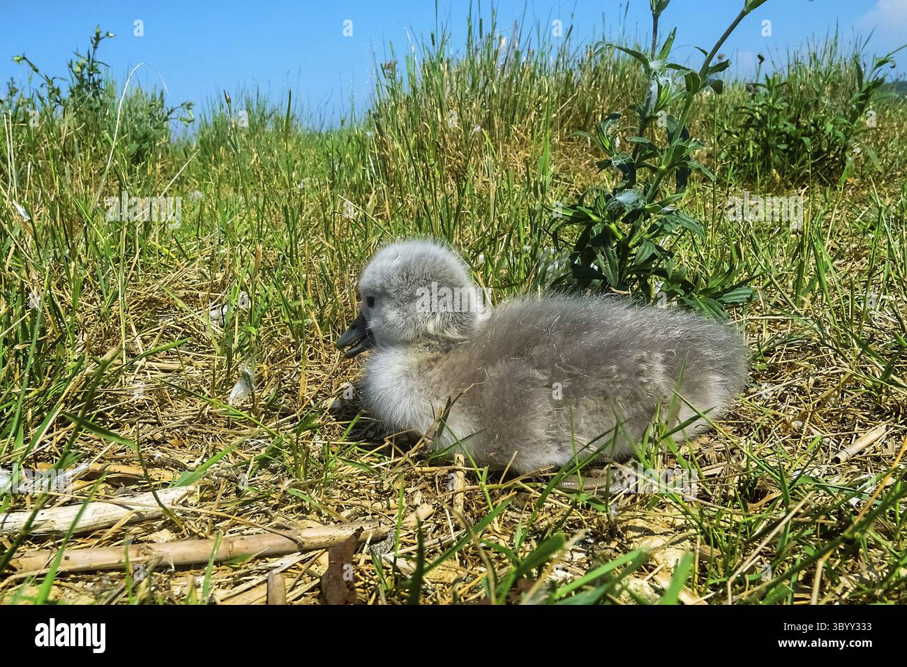 The baby swan (Cygnus olor) was born and its fluff dried up. Age one day Stock Photo