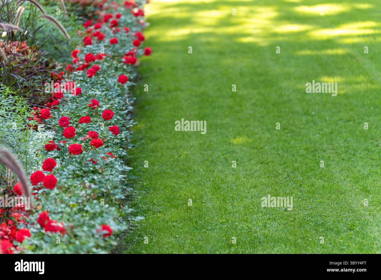 Rose Garden Border. Bright red roses bloom along a neat garden edge ...