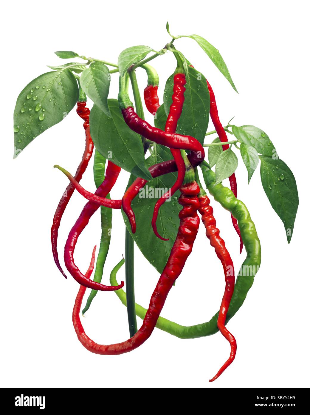 Bangalore Whippet's Tail chile pepper plant (C. annuum x C. frutescens cross). Clipping paths, shadow separated, top view Stock Photo